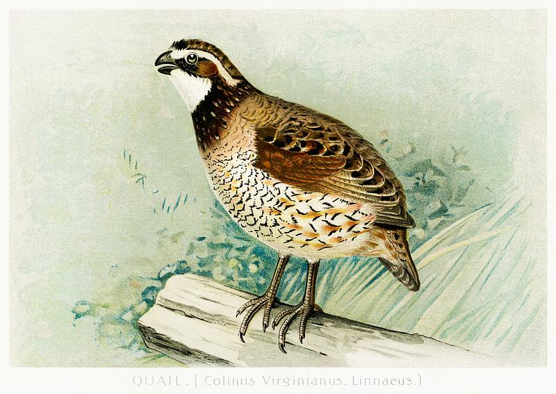 Quail bird vintage drawing Quail (Colinus Viginianus, Linnaeus) illustrated by J.L. Ridgway (1859–1947) and W.B. Gillette (1864–1937) from…