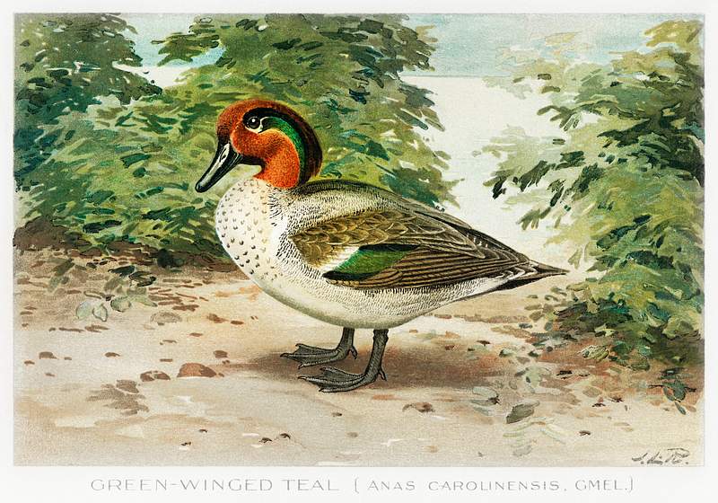 Green–Winged Teal vintage drawing | Free public domain illustration Green–Winged Teal (Anas Carolinensis, Gmel) illustrated by J.L. Ridgway (1859–1947) and W.B. Gillette…