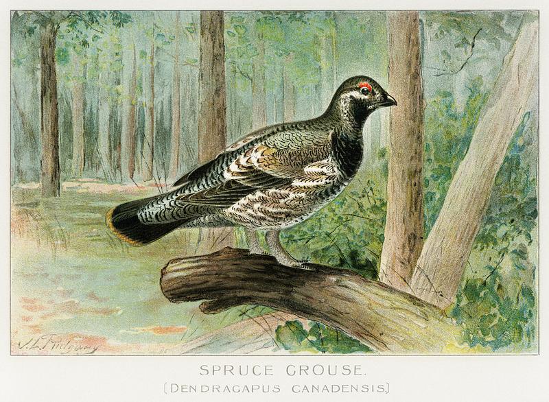 Spruce Grouse vintage drawing Spruce Grouse (Dendracapus Canadensis) illustrated by J.L. Ridgway (1859–1947) and W.B. Gillette (1864–1937) from…