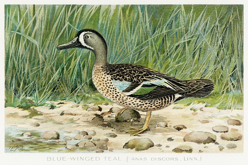 Blue–Winged Teal vintage drawing Blue–Winged Teal (Anas Discors, Linn) illustrated by J.L. Ridgway (1859–1947) and W.B. Gillette (1864–1937)…