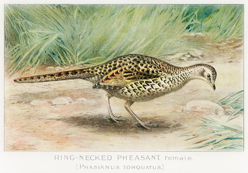 Ring–Necked Pheasant vintage drawing Ring–Necked Pheasant, Female (Phasianus Torquatus) illustrated by J.L. Ridgway (1859–1947) and W.B. Gillette…