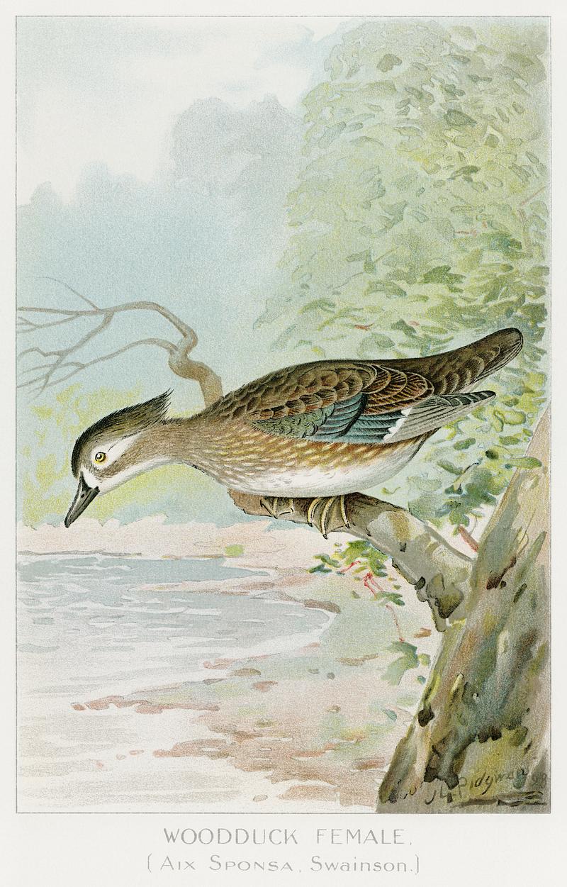Woodduck Female vintage drawing Woodduck Female (Aix Sponsa, Swainson) illustrated by J.L. Ridgway (1859–1947) and W.B. Gillette (1864–1937) from…