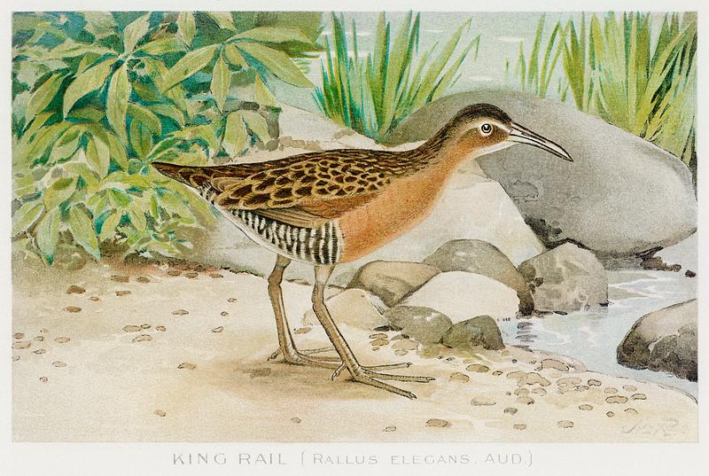 King Rail vintage drawing King Rail (Rallus Elegans, Aud) illustrated by J.L. Ridgway (1859–1947) and W.B. Gillette (1864–1937) from Game…