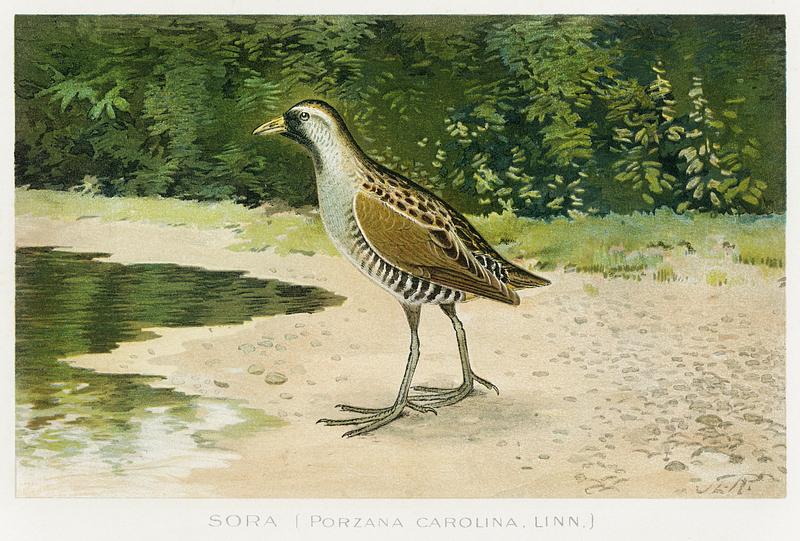 Sora bird vintage drawing Sora (Porzana Carolina, Linn) illustrated by J.L. Ridgway (1859–1947) and W.B. Gillette (1864–1937) from Game…