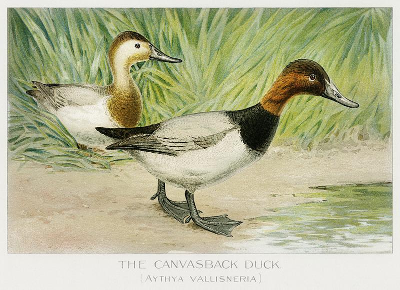 Canvasback Duck vintage drawing The Canvasback Duck (Aythya Vallisneria) illustrated by J.L. Ridgway (1859–1947) and W.B. Gillette (1864–1937)…