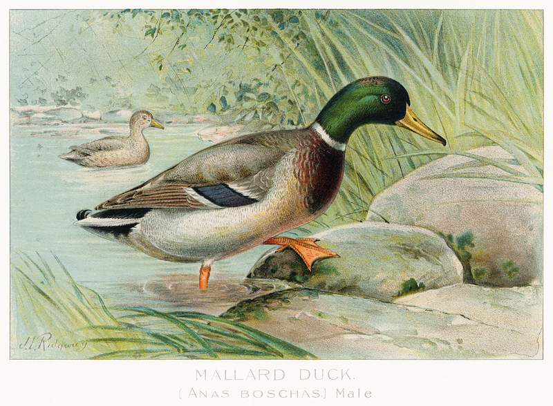 Mallard Duck vintage drawing | Free public domain illustration Mallard Duck (Anas Boschas) Male illustrated by J.L. Ridgway (1859–1947) and W.B. Gillette (1864–1937) from Game…