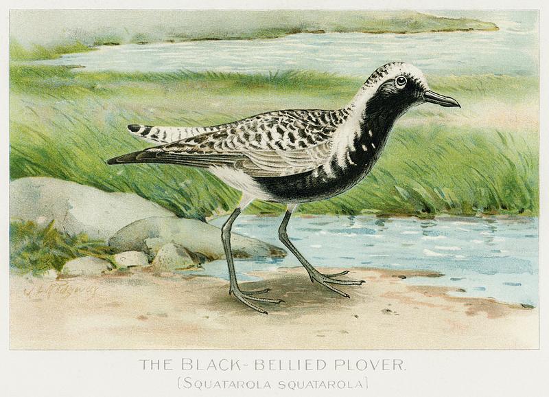 Black–Bellied Plover vintage drawing The Black–Bellied Plover (Squatarola Squatarola) illustrated by J.L. Ridgway (1859–1947) and W.B. Gillette…