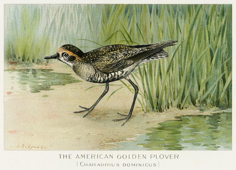 American Golden Plover vintage drawing The American Golden Plover (Charadrius Dominicus) illustrated by J.L. Ridgway (1859–1947) and W.B. Gillette…