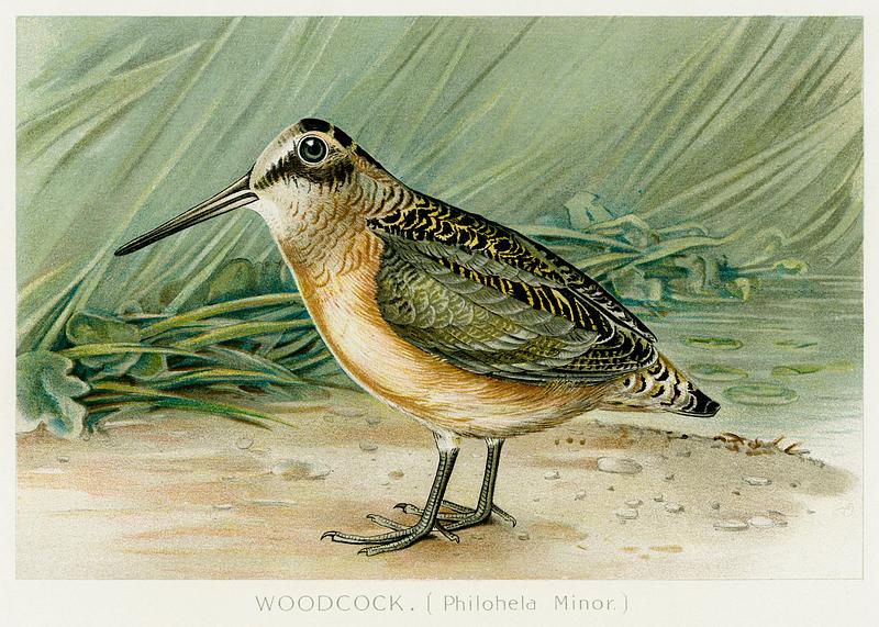 Woodcock vintage drawing Woodcock (Philohela Minor) illustrated by J.L. Ridgway (1859–1947) and W.B. Gillette (1864–1937) from Game Birds…