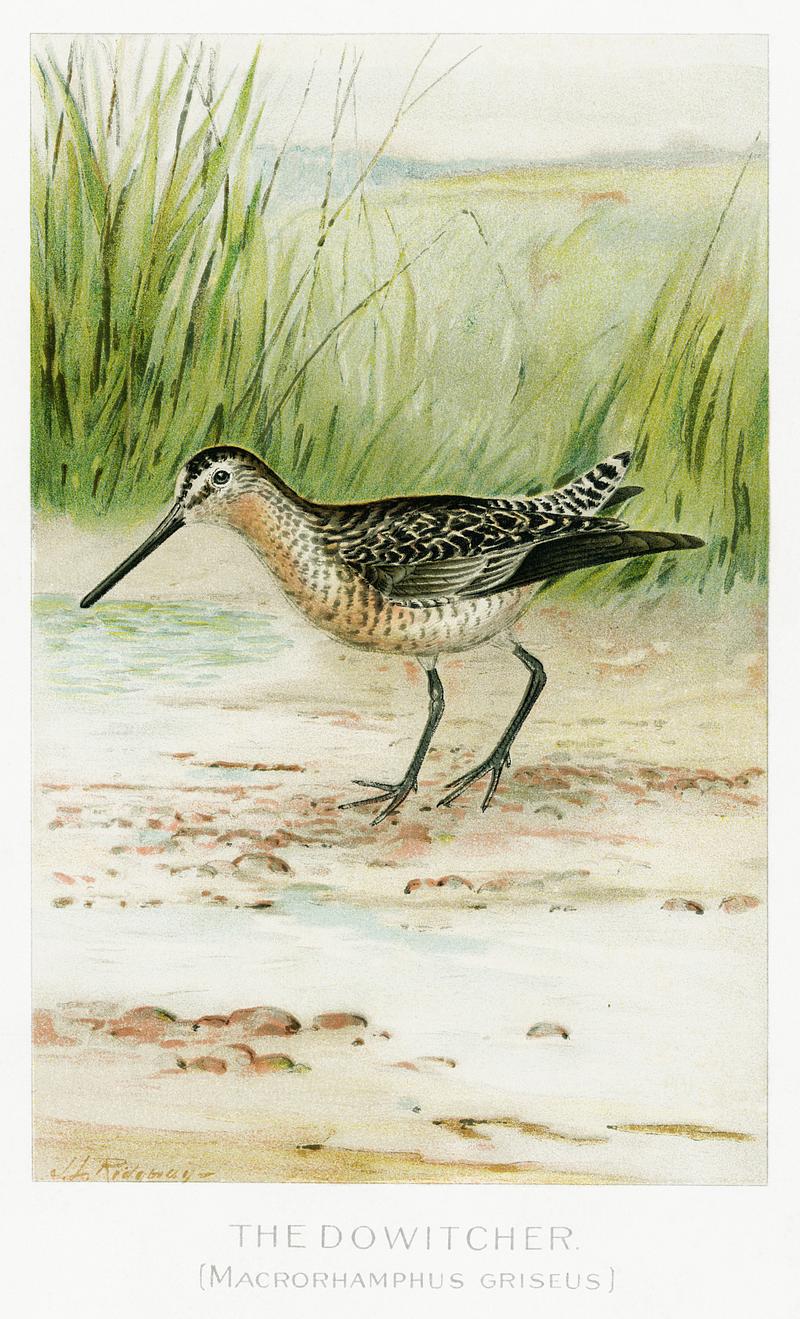 Dowitcherbird vintage drawing The Dowitcher (Macrorhamphus Griseus) illustrated by J.L. Ridgway (1859–1947) and W.B. Gillette (1864–1937) from…