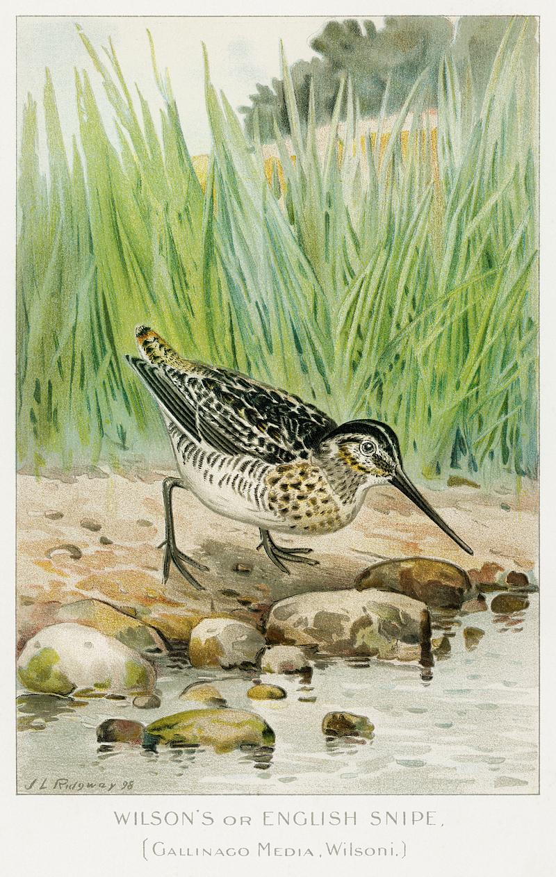 Wilson's Spine vintage drawing Wilson's or English Snipe (Gallinago Media, Wilsoni) illustrated by J.L. Ridgway (1859–1947) and W.B. Gillette…