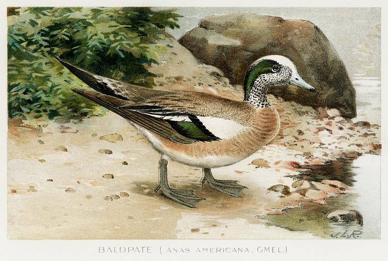 Baldpate bird vintage drawing Baldpate (Anas Americana, Gmel) illustrated by J.L. Ridgway (1859–1947) and W.B. Gillette (1864–1937) from Game…