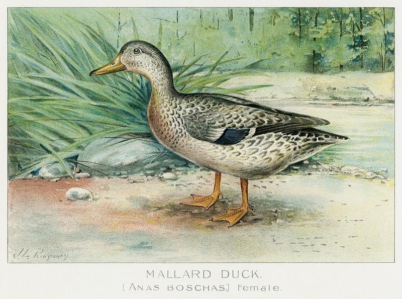 Mallard Duck vintage drawing Mallard Duck (Anas Boschas) Female illustrated by J.L. Ridgway (1859–1947) and W.B. Gillette (1864–1937) from…