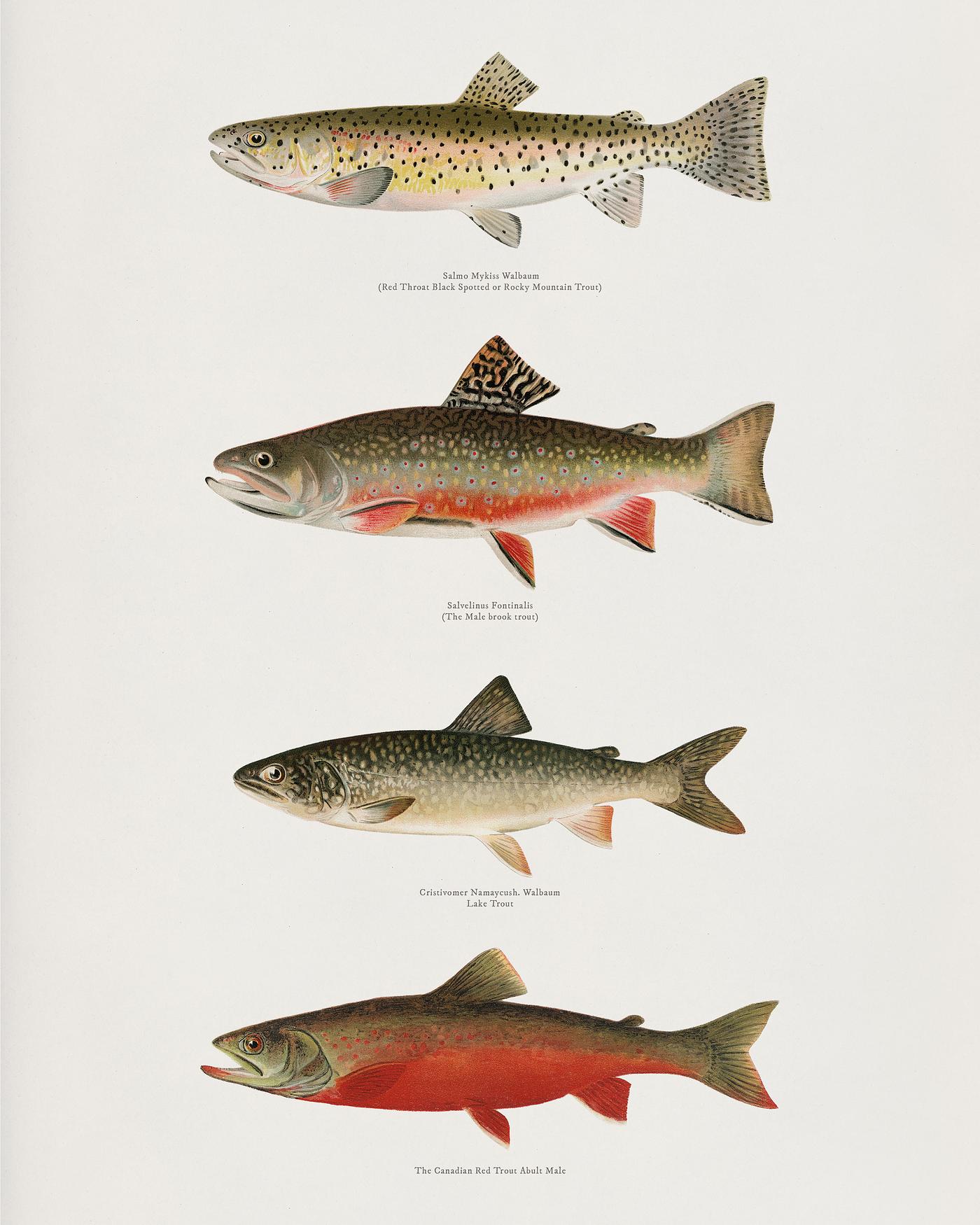 Set of fish illustrations found in Fishes of North America Set of fish illustrations found in Fishes of North America