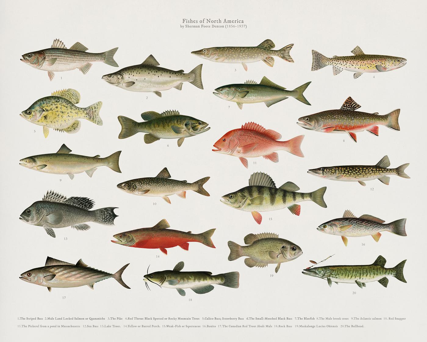 Various types of fish Set of fish illustrations found in Fishes of North America