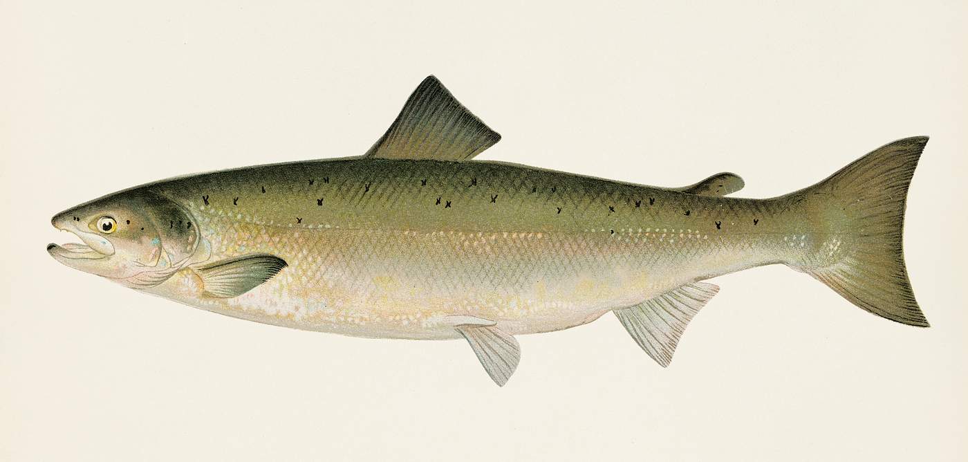 The Atlantic Salmon ( Salmo Salar); Fishes of North America illustrated by Sherman F. Denton (1856-1937) from Game Birds and... The Atlantic Salmon ( Salmo Salar); Fishes of North America illustrated by Sherman F. Denton (1856-1937) from Game Birds and...