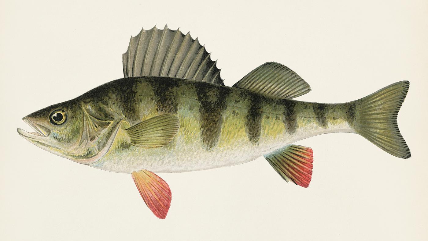 Yellow or Barred Perch (Perca Americana) Fishes of North America illustrated by Sherman F. Denton (1856-1937) from Game... Yellow or Barred Perch (Perca Americana) Fishes of North America illustrated by Sherman F. Denton (1856-1937) from Game...