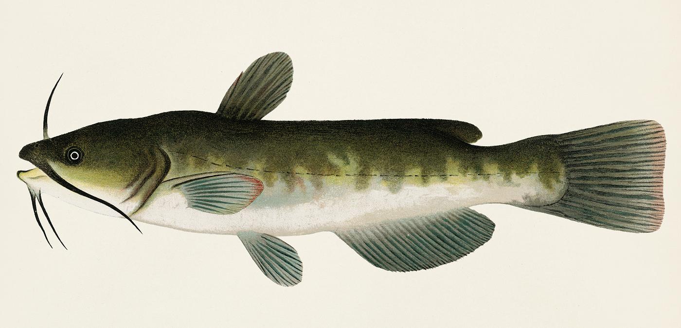 The Bullhead; (Amiurus Nebulosus) illustrated by Sherman F. Denton (1856-1937) from Game Birds and Fishes of North America.... The Bullhead; (Amiurus Nebulosus) illustrated by Sherman F. Denton (1856-1937) from Game Birds and Fishes of North America....