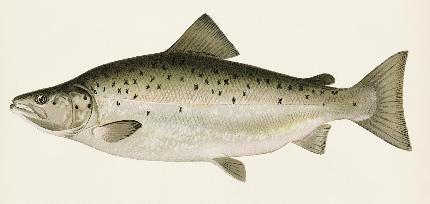 Male Land Locked Salmon or Quananiche ( Salmo Salar Sebaqo Girard) illustrated by Sherman F. Denton (1856-1937) from Game... Male Land Locked Salmon or Quananiche ( Salmo Salar Sebaqo Girard) illustrated by Sherman F. Denton (1856-1937) from Game...