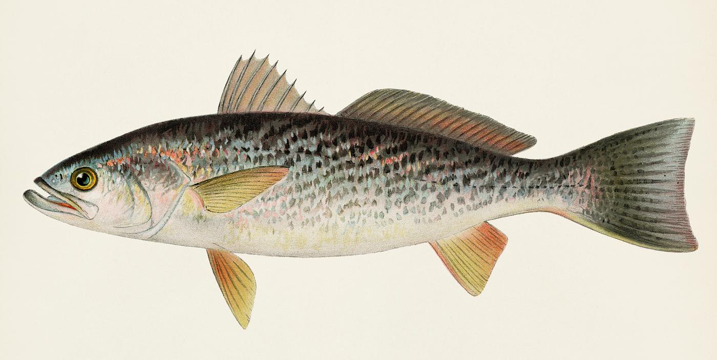 Weak-Fish or Squeteacue (Cynoscion Regale) illustrated by Sherman F. Denton (1856-1937) from Game Birds and Fishes of North... Weak-Fish or Squeteacue (Cynoscion Regale) illustrated by Sherman F. Denton (1856-1937) from Game Birds and Fishes of North...