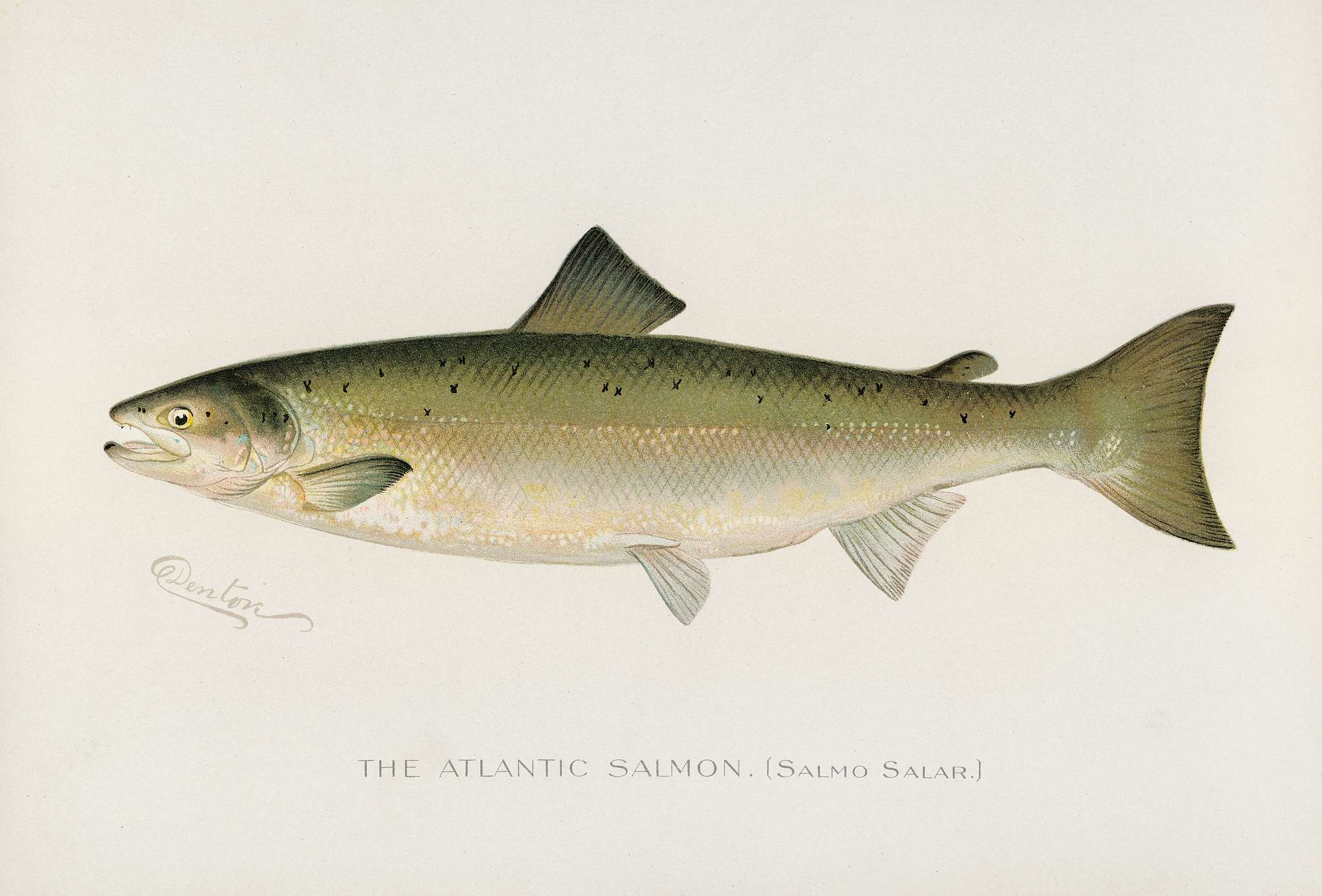 Atlantic Salmon ( Salmo Salar); Fishes of North America illustrated by Sherman F. Denton (1856-1937) from Game Birds and... Atlantic Salmon ( Salmo Salar); Fishes of North America illustrated by Sherman F. Denton (1856-1937) from Game Birds and...