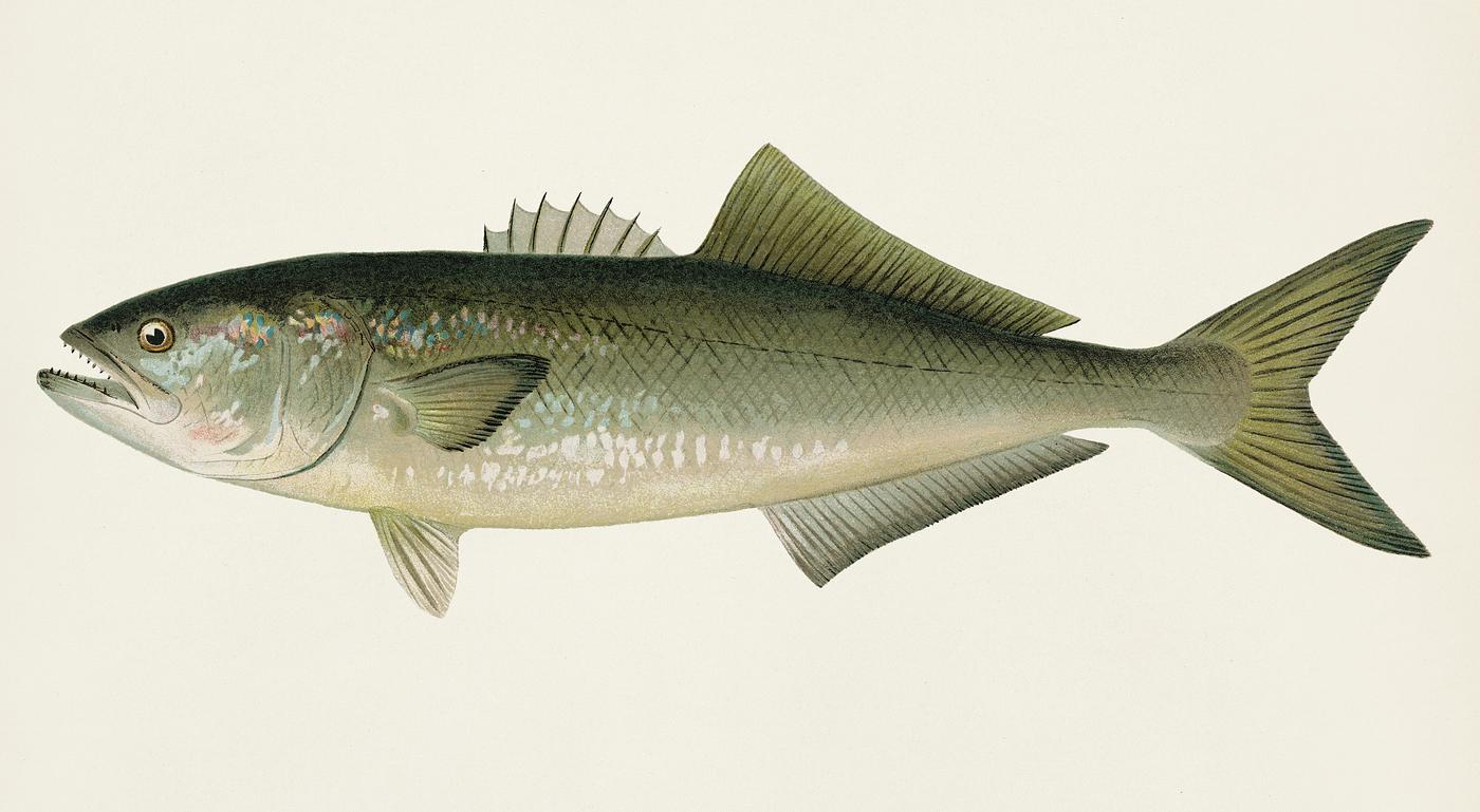 Bluefish (Pomatomus Saltatrix) illustrated by Sherman F. Denton (1856-1937) from Game Birds and Fishes of North America.... Bluefish (Pomatomus Saltatrix) illustrated by Sherman F. Denton (1856-1937) from Game Birds and Fishes of North America....