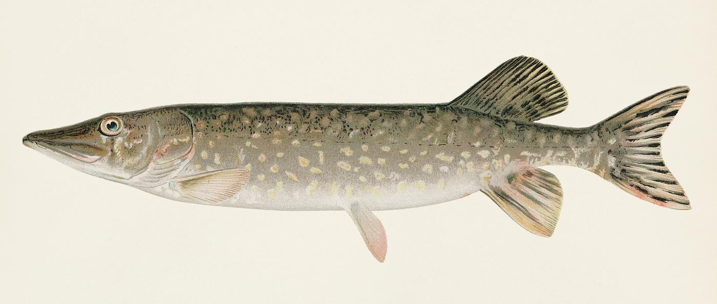 Pike ( Lucius Lucius) illustrated by Sherman F. Denton (1856-1937) from Game Birds and Fishes of North America. Digitally... Pike ( Lucius Lucius) illustrated by Sherman F. Denton (1856-1937) from Game Birds and Fishes of North America. Digitally...