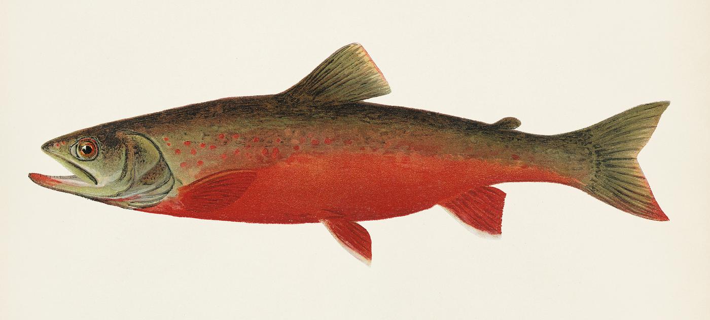 Canadian Red Trout illustrated by Sherman F. Denton (1856-1937) from Game Birds and Fishes of North America. Digitally... Canadian Red Trout illustrated by Sherman F. Denton (1856-1937) from Game Birds and Fishes of North America. Digitally...