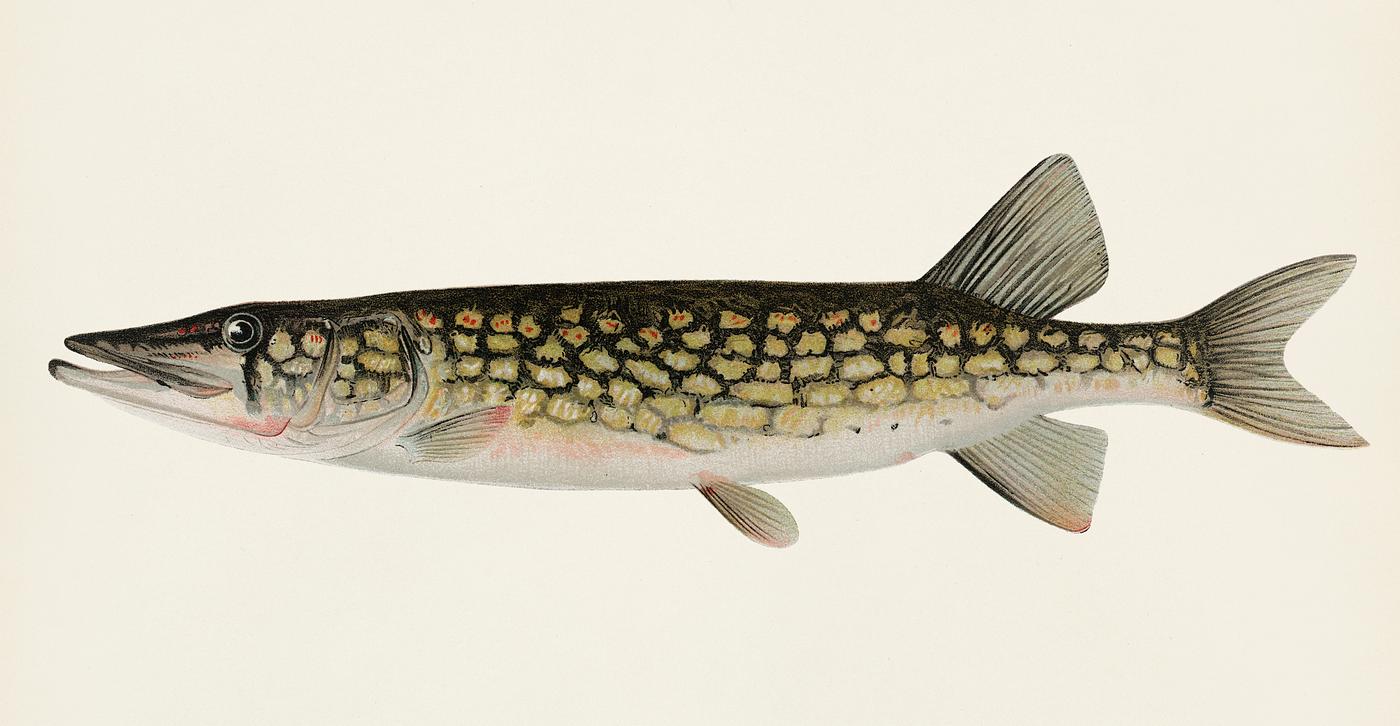 Pickerel (Lucius Reticulatus. Le Sueur) from a pond in Massachusetts illustrated by Sherman F. Denton (1856-1937) from Game... Pickerel (Lucius Reticulatus. Le Sueur) from a pond in Massachusetts illustrated by Sherman F. Denton (1856-1937) from Game...