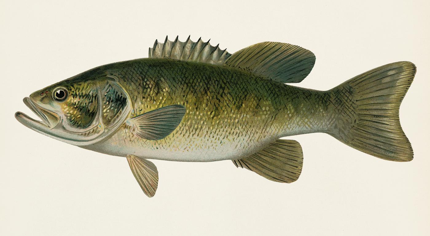 Small-Mouthed Black Bass( Micropterus Dolomieu) illustrated by Sherman F. Denton (1856-1937) from Game Birds and Fishes of... Small-Mouthed Black Bass( Micropterus Dolomieu) illustrated by Sherman F. Denton (1856-1937) from Game Birds and Fishes of...