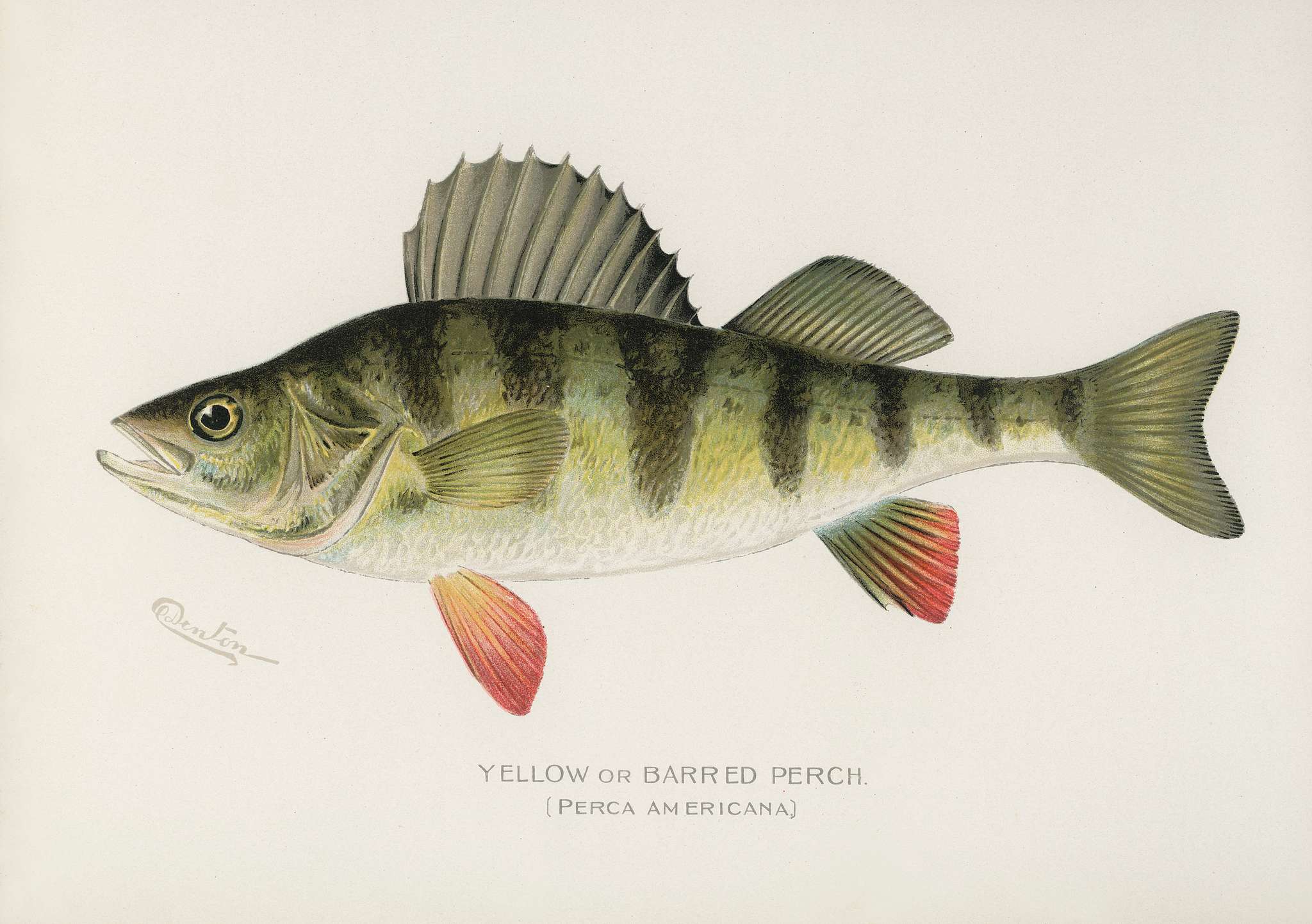 Yellow or Barred Perch (Perca Americana); Fishes of North America illustrated by Sherman F. Denton (1856-1937) from Game... Yellow or Barred Perch (Perca Americana); Fishes of North America illustrated by Sherman F. Denton (1856-1937) from Game...
