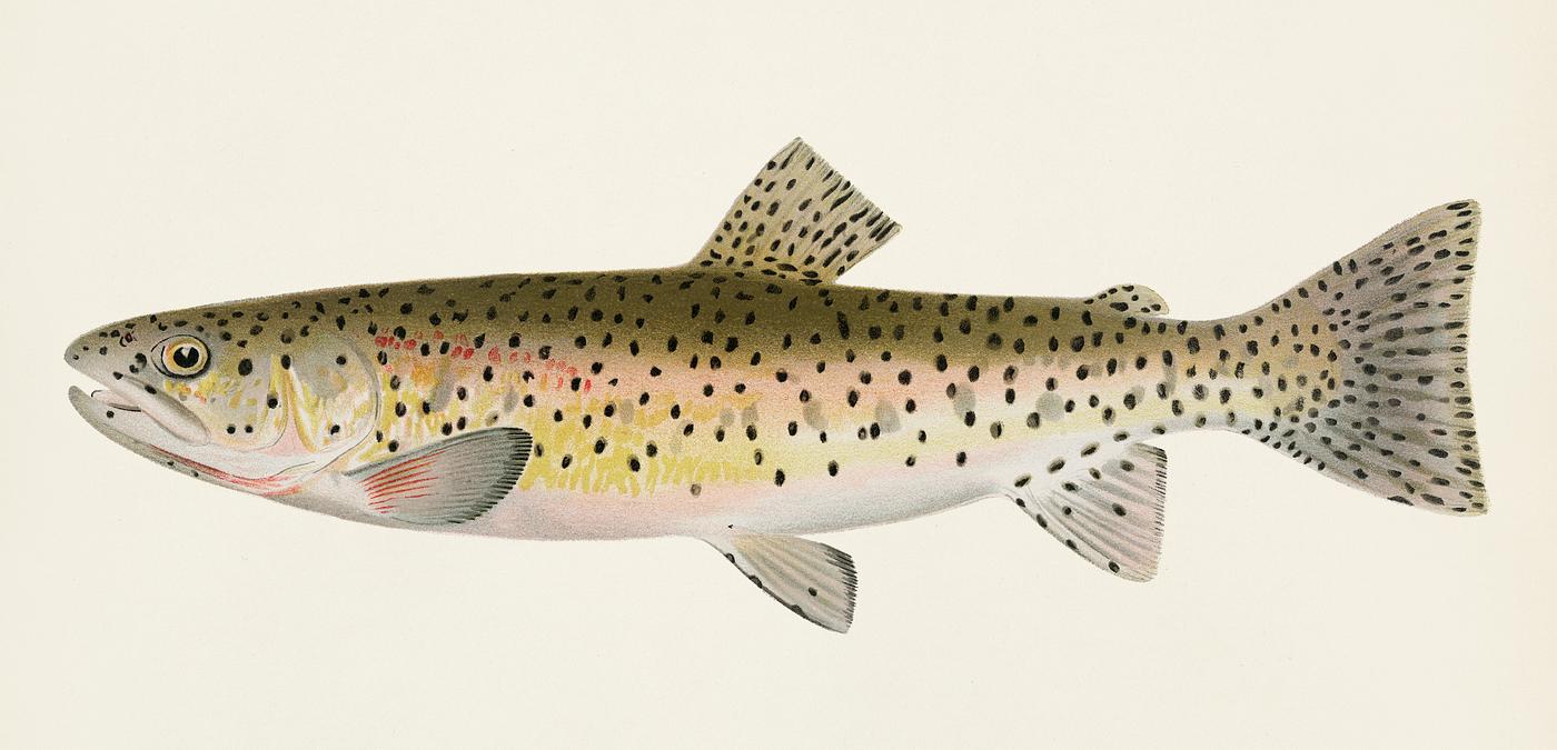 Red Throat Black Spotted or Rocky Mountain Trout (Salmo Mykiss Walbaum) illustrated by Sherman F. Denton (1856-1937) from... Red Throat Black Spotted or Rocky Mountain Trout (Salmo Mykiss Walbaum) illustrated by Sherman F. Denton (1856-1937) from...