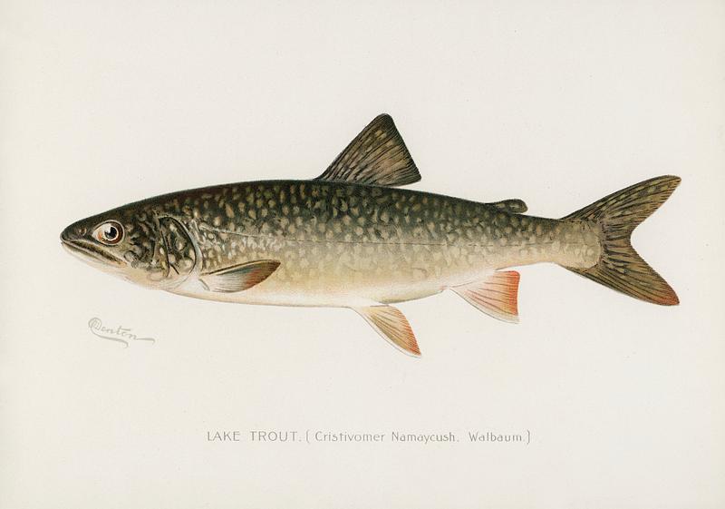Lake Trout (Cristivomer Namaycush) illustrated by Sherman F. Denton (1856-1937) from Game Birds and Fishes of North America. Digitally enhanced from our own 1913 Portfolio Edition of the book.
Lake Trout (Cristivomer Namaycush) illustrated by Sherman F. Denton (1856-1937) from Game Birds and Fishes of North America.…