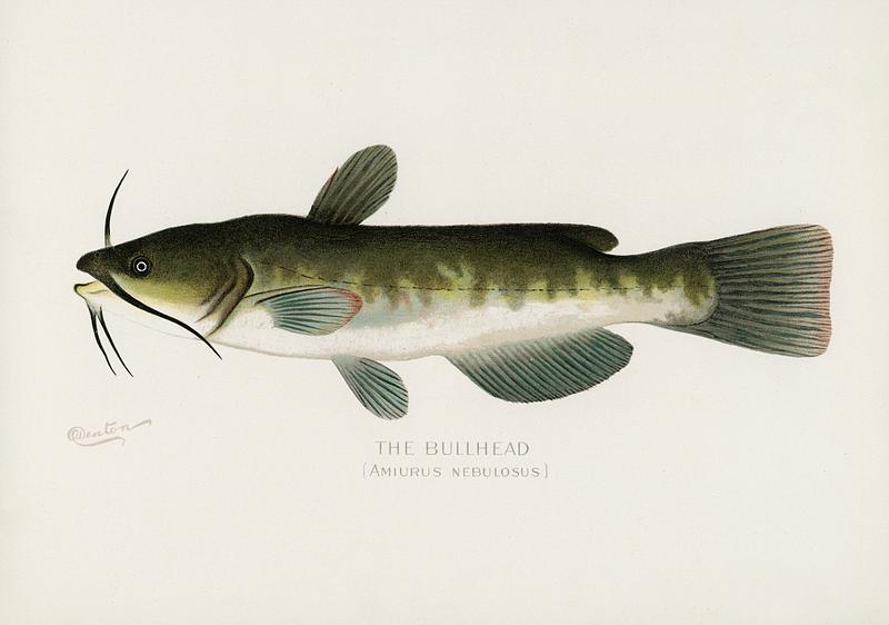 Bullhead; (Amiurus Nebulosus) illustrated by Sherman F. Denton (1856-1937) from Game Birds and Fishes of North America. Digitally enhanced from our own 1913 Portfolio Edition of the book.
Bullhead; (Amiurus Nebulosus) illustrated by Sherman F. Denton (1856-1937) from Game Birds and Fishes of North America.…