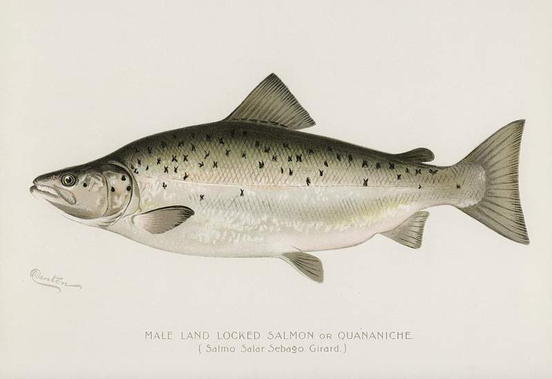 Male Land Locked Salmon or Quananiche ( Salmo… | Free public domain illustration Male Land Locked Salmon or Quananiche ( Salmo Salar Sebaqo Girard) illustrated by Sherman F. Denton (1856-1937) from Game…