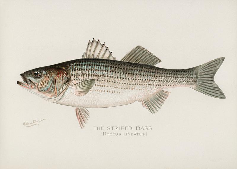 Striped Bass( Roccus Lineatus) illustrated by Sherman F. Denton (1856-1937) from Game Birds and Fishes of North America. Digitally enhanced from our own 1913 Portfolio Edition of the book.
Striped Bass( Roccus Lineatus) illustrated by Sherman F. Denton (1856-1937) from Game Birds and Fishes of North America.…