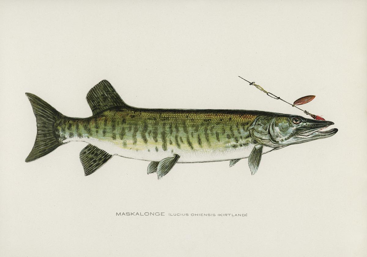 Maskalonge (Lucius Ohiensis; Kirtland)… | Free public domain illustration Maskalonge (Lucius Ohiensis; Kirtland) illustrated by Sherman F. Denton (1856-1937) from Game Birds and Fishes of North…