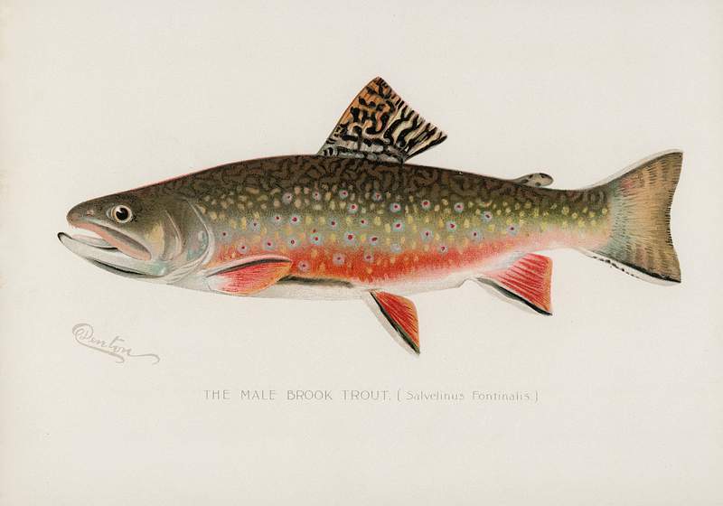 Male brook trout (Salvelinus Fontinalis) illustrated by Sherman F. Denton (1856-1937) from Game Birds and Fishes of North…