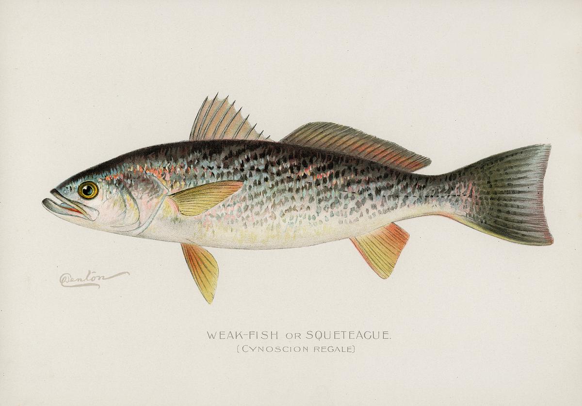Weak-Fish or Squeteacue (Cynoscion Regale)… | Free public domain illustration Weak-Fish or Squeteacue (Cynoscion Regale) illustrated by Sherman F. Denton (1856-1937) from Game Birds and Fishes of North…