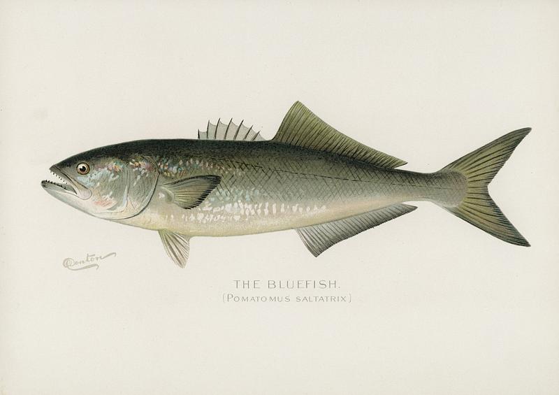 Bluefish (Pomatomus Saltatrix) illustrated by Sherman F. Denton (1856-1937) from Game Birds and Fishes of North America. Digitally enhanced from our own 1913 Portfolio Edition of the book.
Bluefish (Pomatomus Saltatrix) illustrated by Sherman F. Denton (1856-1937) from Game Birds and Fishes of North America.…