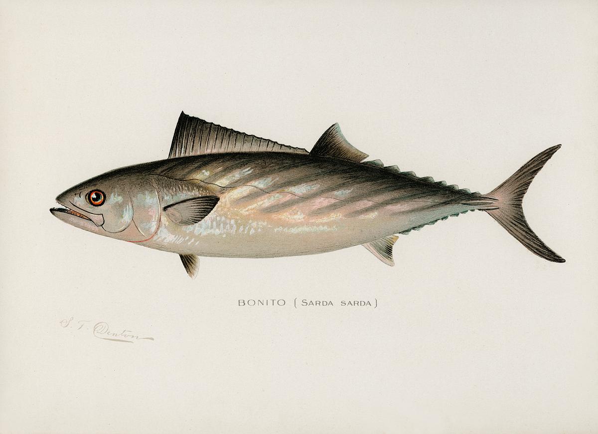 Bonito ( Sarda Sarda) illustrated by Sherman… | Free public domain illustration Bonito ( Sarda Sarda) illustrated by Sherman F. Denton (1856-1937) from Game Birds and Fishes of North America. Digitally…