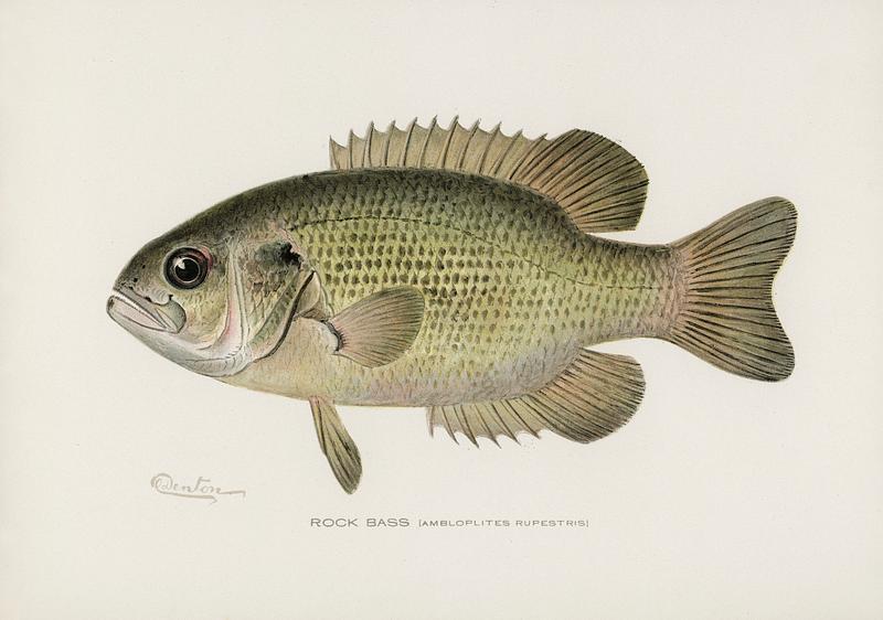 Rock Bass (Ambloplites Rupestris) illustrated by Sherman F. Denton (1856-1937) from Game Birds and Fishes of North America. Digitally enhanced from our own 1913 Portfolio Edition of the book.
Rock Bass (Ambloplites Rupestris) illustrated by Sherman F. Denton (1856-1937) from Game Birds and Fishes of North America.…