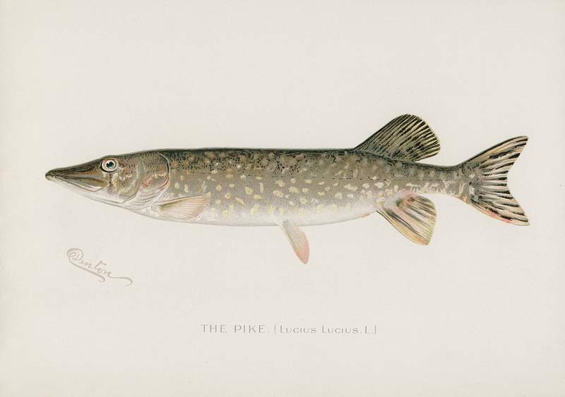 Pike( Lucius Lucius) illustrated by Sherman… | Free public domain illustration Pike( Lucius Lucius) illustrated by Sherman F. Denton (1856-1937) from Game Birds and Fishes of North America. Digitally…