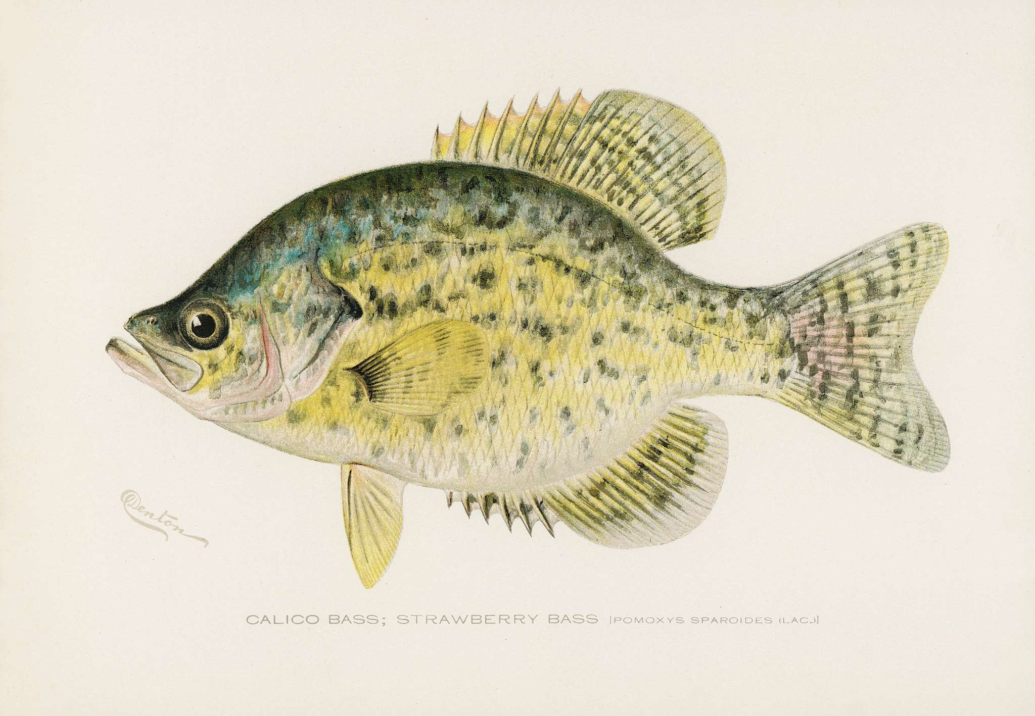Calico Bass; Strawberry Bass (Pomoxys Sparoider LAC) illustrated by Sherman F. Denton (1856-1937) from Game Birds and Fishes... Calico Bass; Strawberry Bass (Pomoxys Sparoider LAC) illustrated by Sherman F. Denton (1856-1937) from Game Birds and Fishes...
