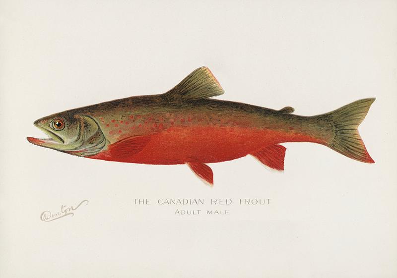 Canadian Red Trout illustrated by Sherman F. Denton (1856-1937) from Game Birds and Fishes of North America. Digitally enhanced from our own 1913 Portfolio Edition of the book.
Canadian Red Trout illustrated by Sherman F. Denton (1856-1937) from Game Birds and Fishes of North America. Digitally…