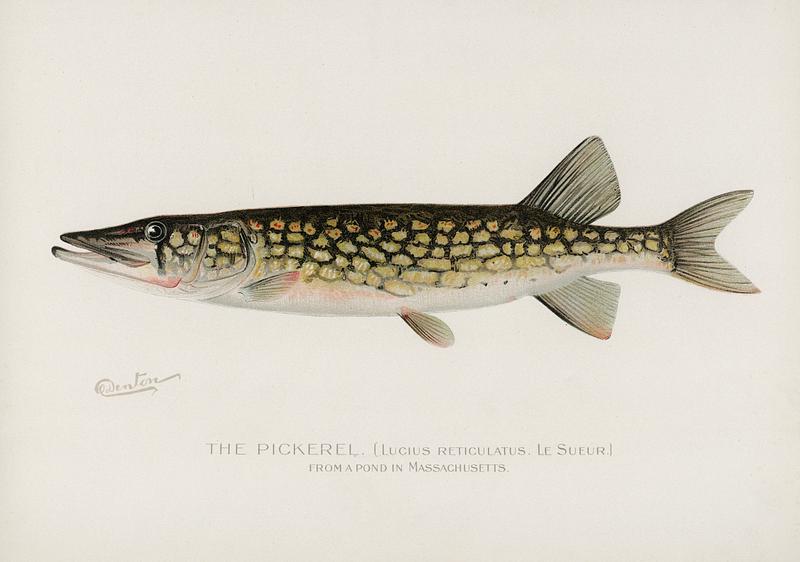 Pickerel (Lucius Reticulatus. Le Sueur from a pond in Massachusetts) illustrated by Sherman F. Denton (1856-1937) from Game Birds and Fishes of North America. Digitally enhanced from our own 1913 Portfolio Edition of the book.
Pickerel (Lucius Reticulatus. Le Sueur from a pond in Massachusetts) illustrated by Sherman F. Denton (1856-1937) from Game…