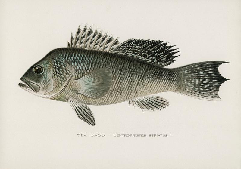 Sea Bass (Centropristes Striatus) illustrated by Sherman F. Denton (1856-1937) from Game Birds and Fishes of North America. Digitally enhanced from our own 1913 Portfolio Edition of the book.
Sea Bass (Centropristes Striatus) illustrated by Sherman F. Denton (1856-1937) from Game Birds and Fishes of North America.…