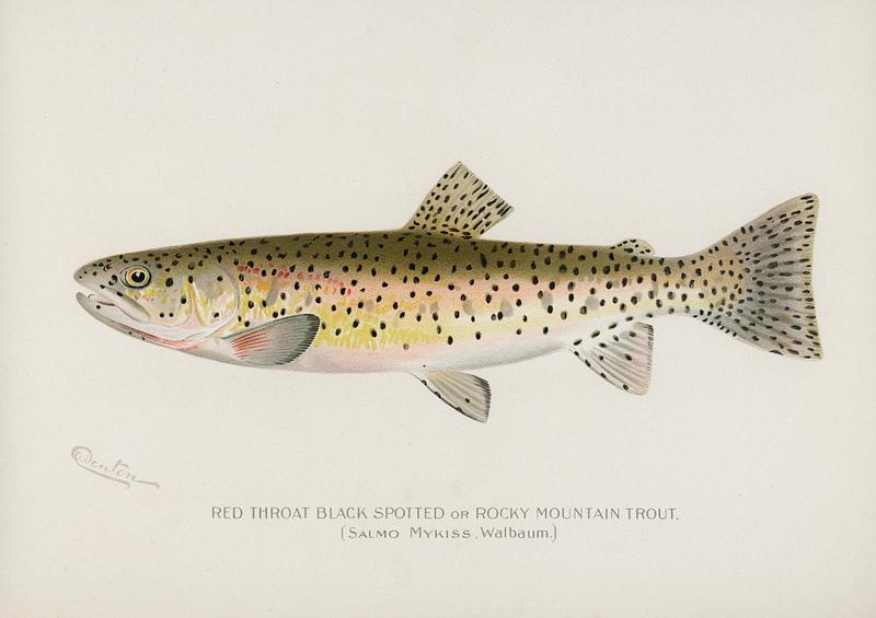 Red Throat Black Spotted or Rocky Mountain Trout (Salmo Mykiss Walbaum) illustrated by Sherman F. Denton (1856-1937) from Game Birds and Fishes of North America. Digitally enhanced from our own 1913 Portfolio Edition of the book.
Red Throat Black Spotted or Rocky Mountain Trout (Salmo Mykiss Walbaum) illustrated by Sherman F. Denton (1856-1937) from…