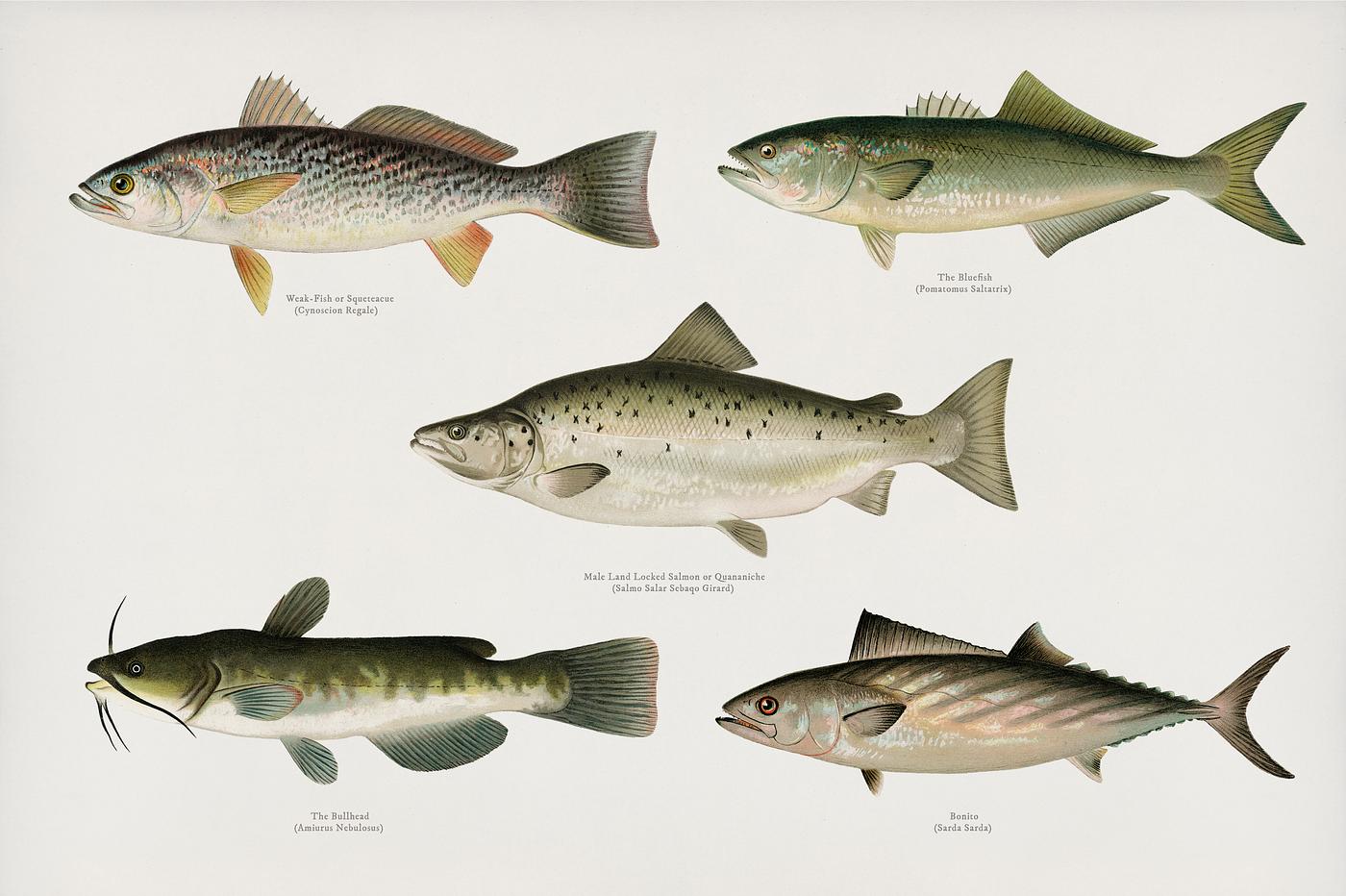 Set of fish illustrations by found in Fishes of North America Set of fish illustrations by found in Fishes of North America