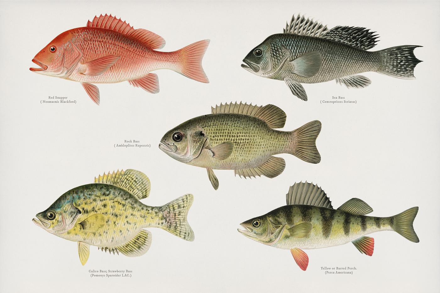 Set of fish illustrations found in Fishes of North America Set of fish illustrations found in Fishes of North America